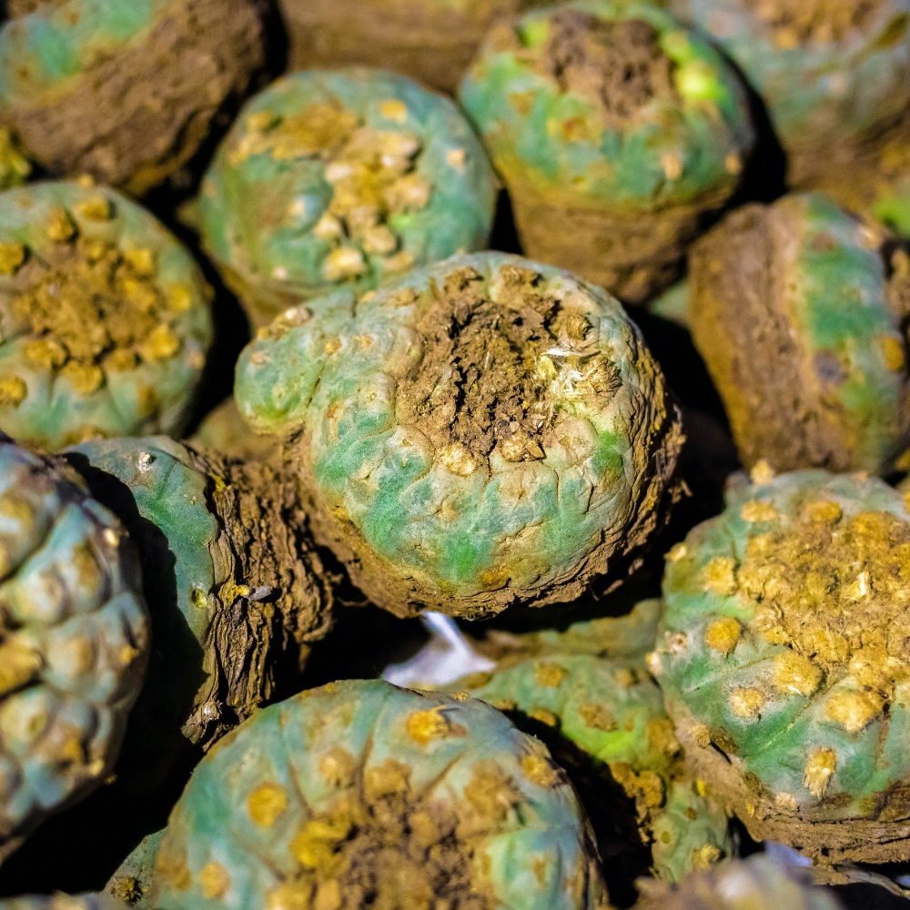 Tradiciones Huicholes - Peyote
